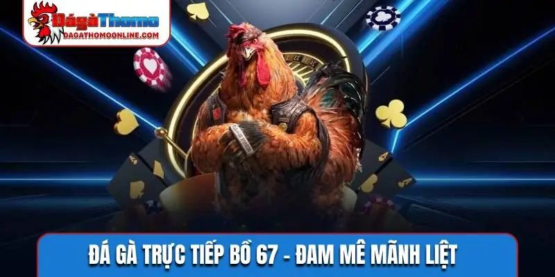 Đá gà trực tiếp bồ 67