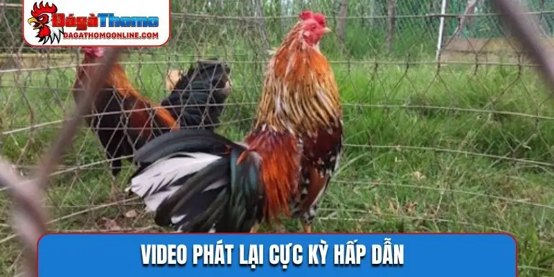 Theo dõi trực tiếp đá gà hôm nay